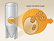 Animation on the process of fermentation