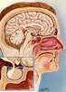 Drawing of a cutaway view of the inside of a human male head in profile.  Inset shows a close up of the pituitary gland and surrounding area.