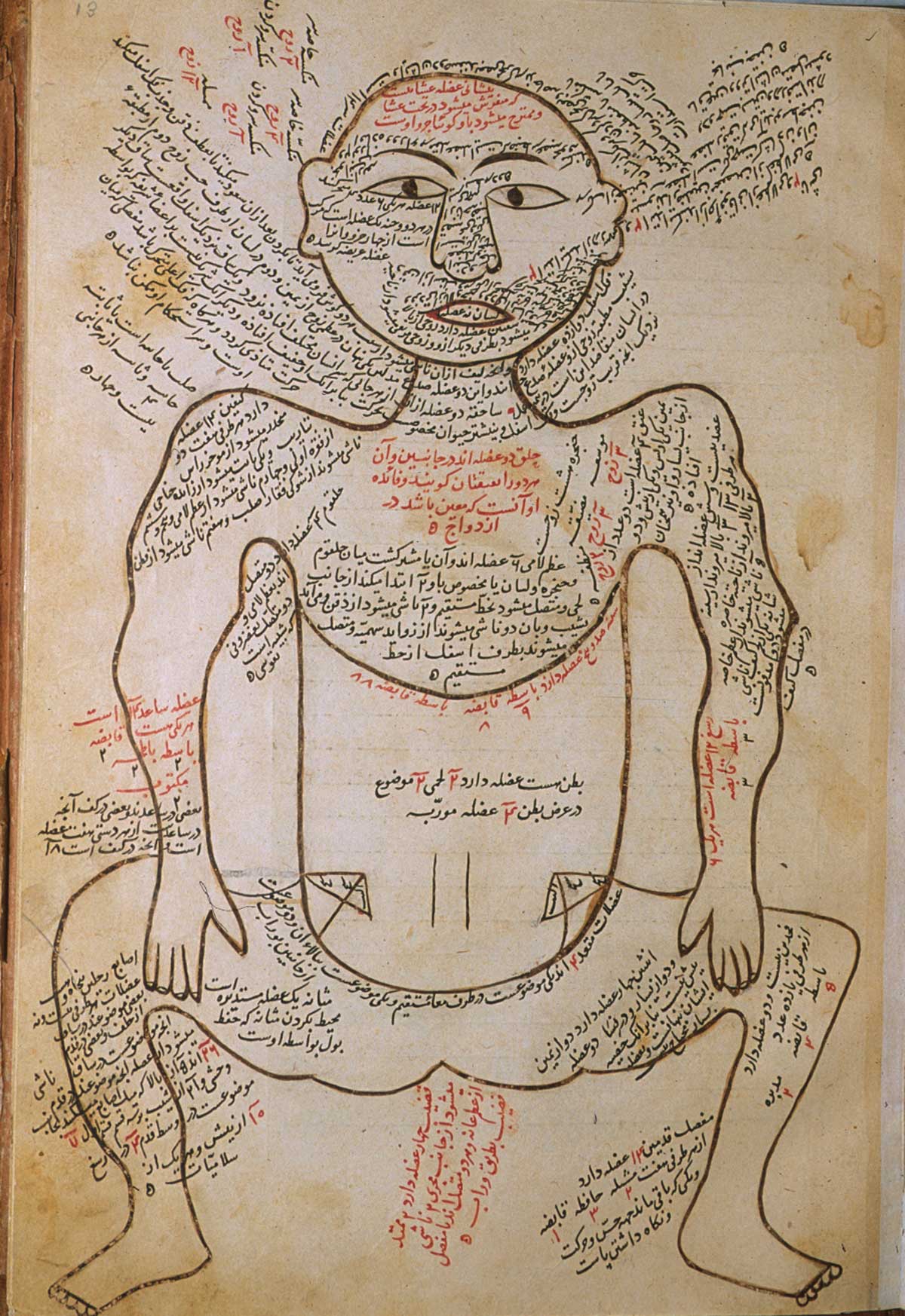 The muscle figure, shown frontally, with extensive captions describing the muscles.