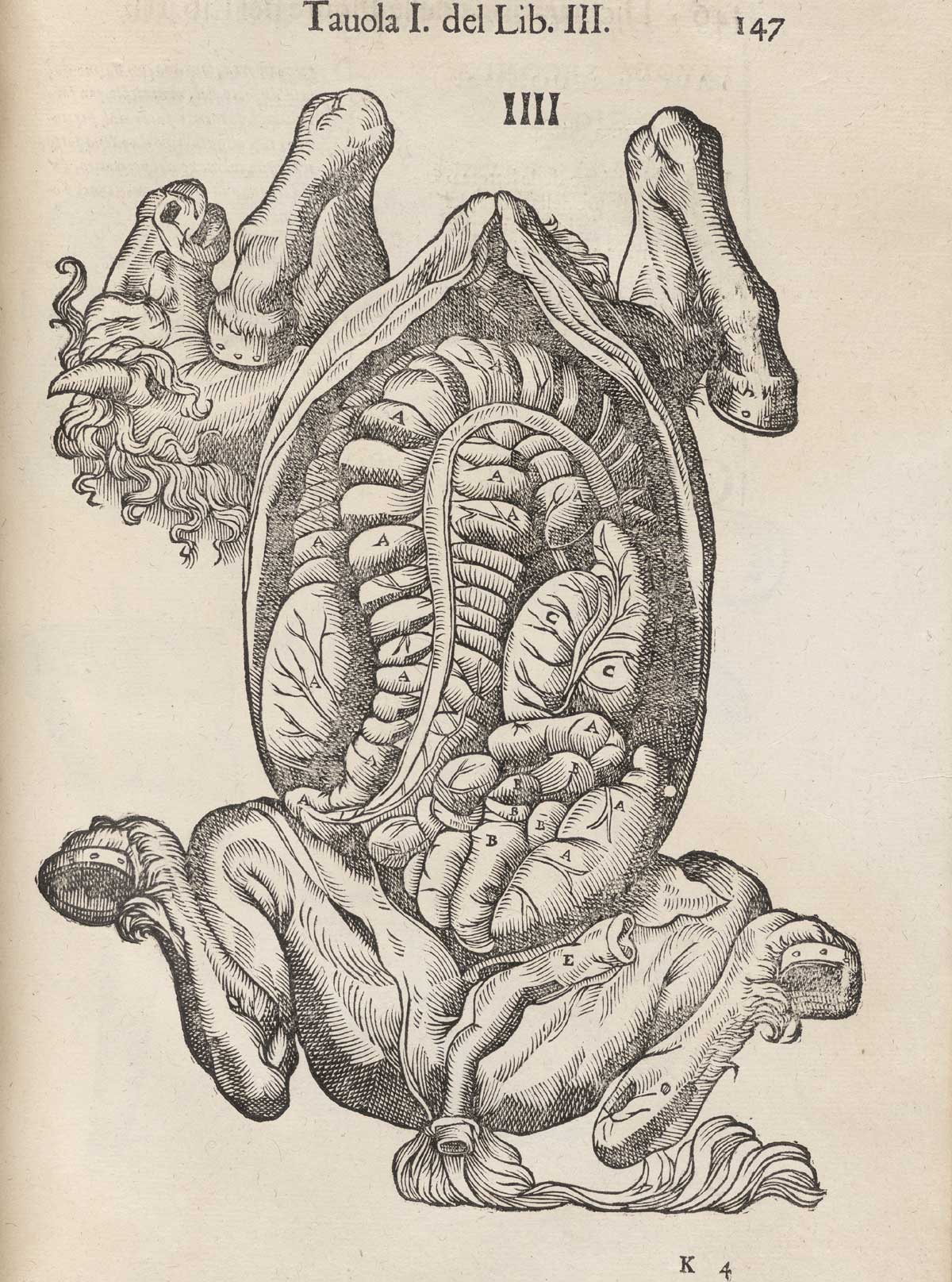 The underneath of a horse with the abdominal cavity exposed.